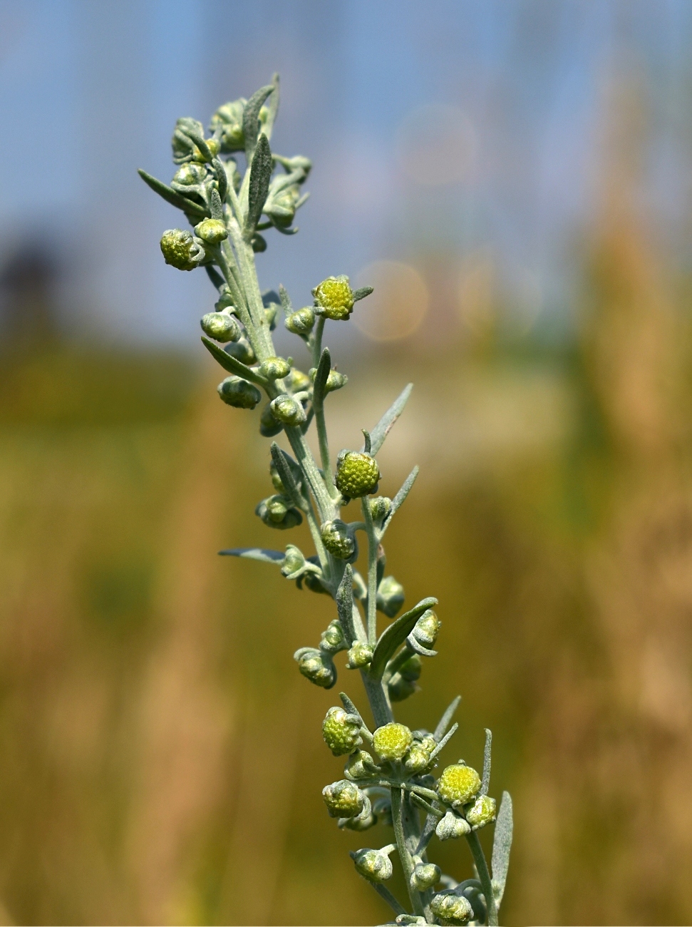 Изображение особи Artemisia absinthium.