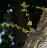 род Phyllanthus. Побеги с соцветиями на стволе дерева. Израиль, Шарон, г. Тель-Авив, ботанический сад тропических растений. 20.07.2021.