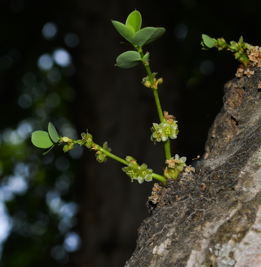 Image of genus Phyllanthus specimen.