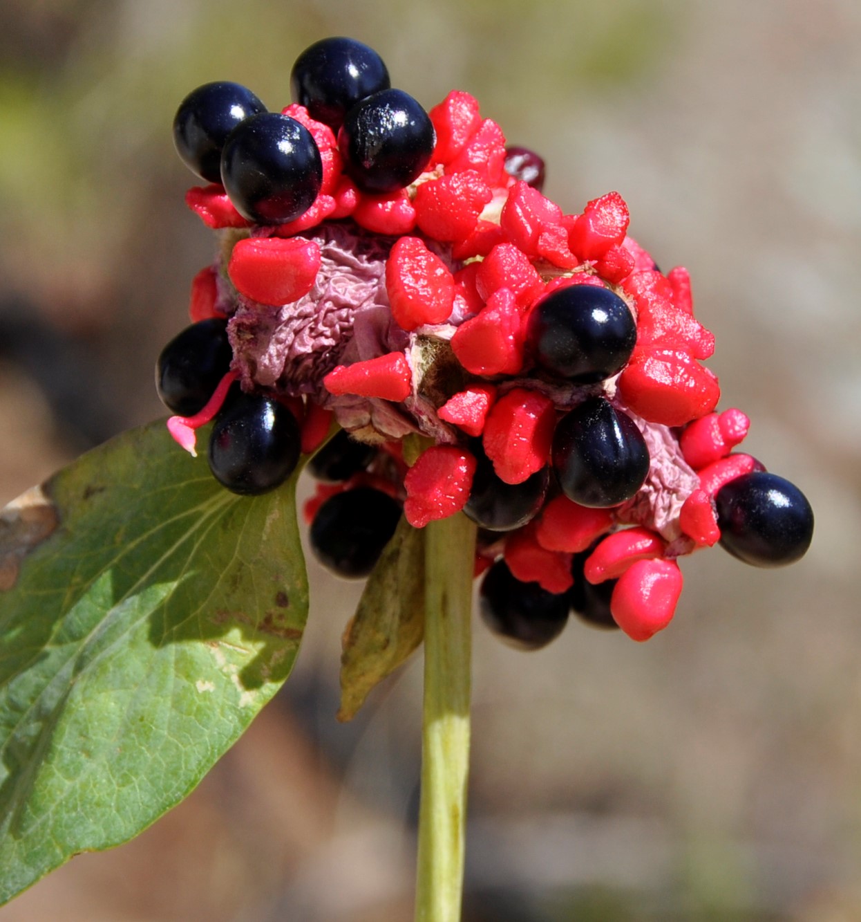 Image of Paeonia mascula specimen.