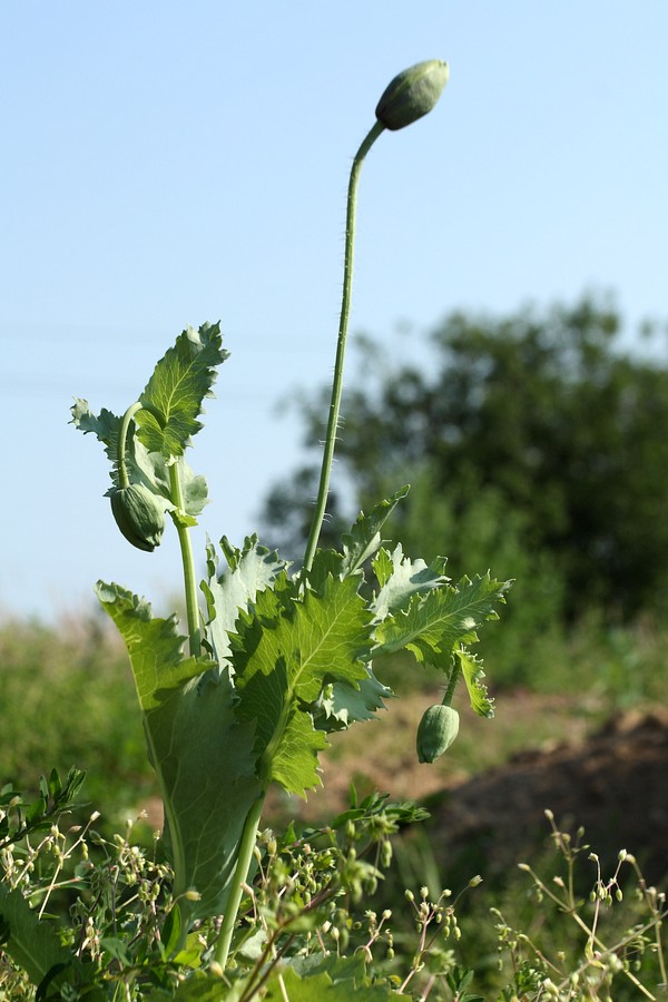 Image of Papaver somniferum specimen.