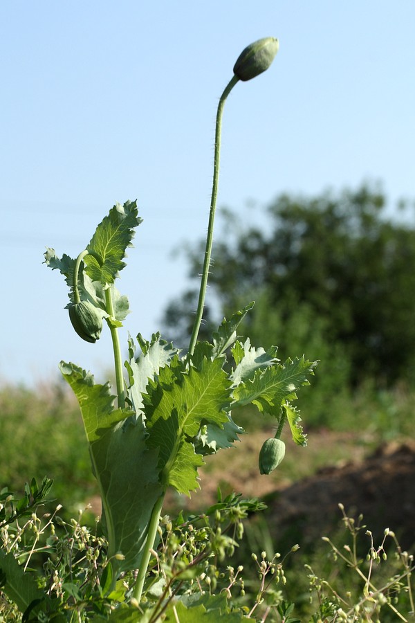 Изображение особи Papaver somniferum.