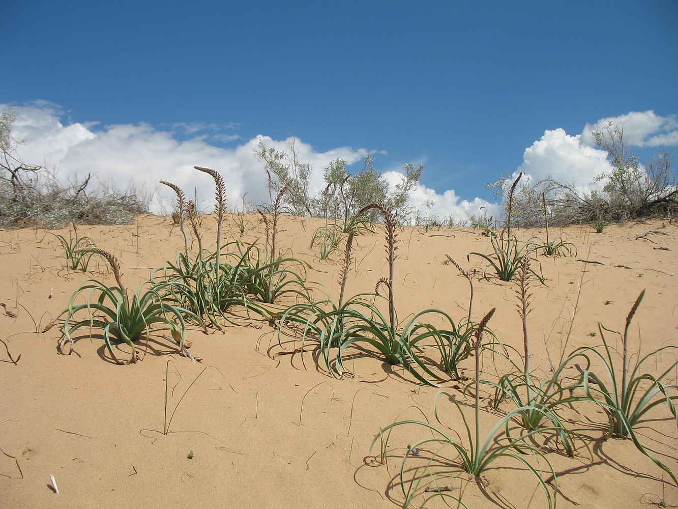 Image of Eremurus inderiensis specimen.