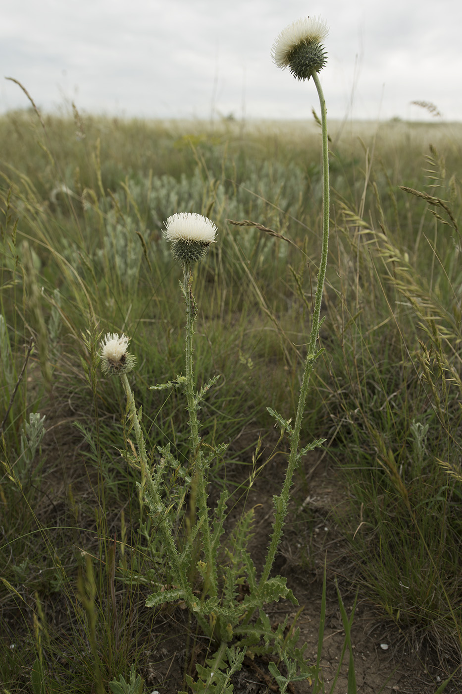 Изображение особи Carduus uncinatus ssp. davisii.