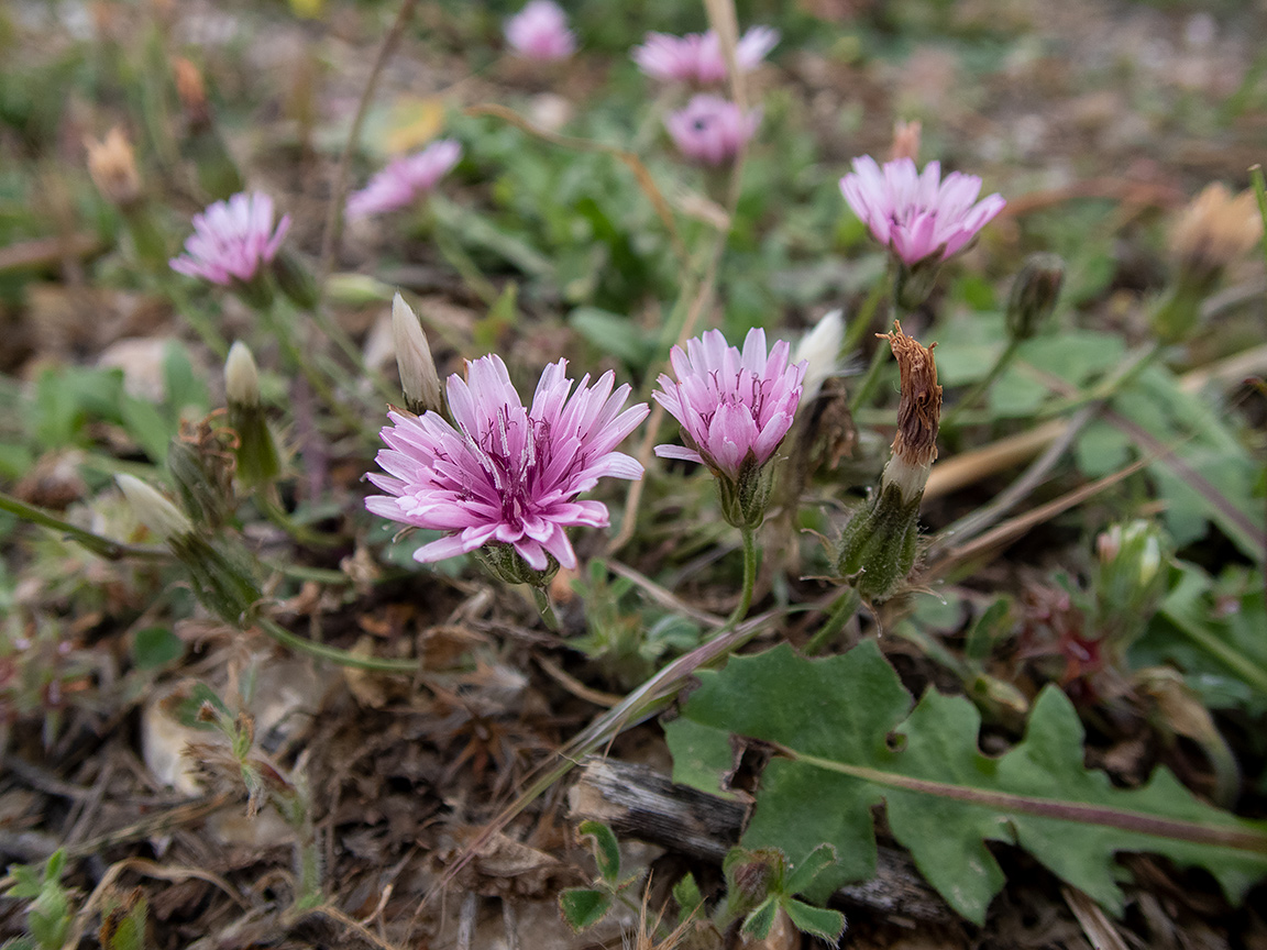 Изображение особи Crepis rubra.