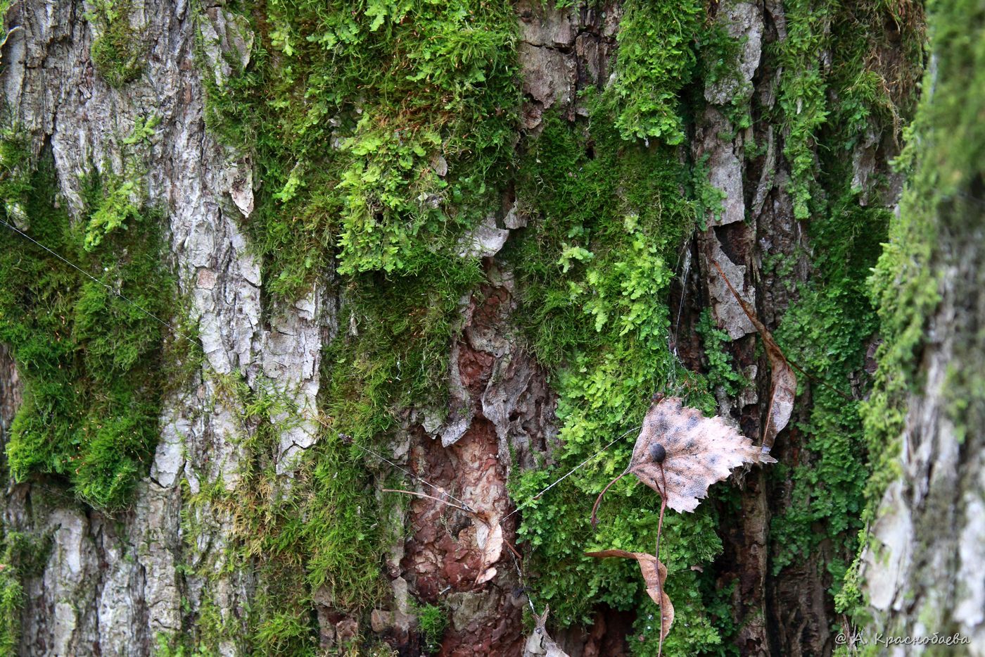 Image of Homalia trichomanoides specimen.