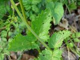 Scrophularia scopolii