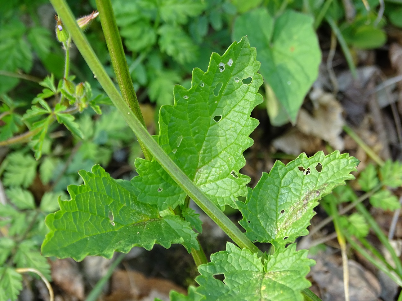 Изображение особи Scrophularia scopolii.