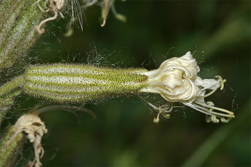 Image of Silene quadriloba specimen.