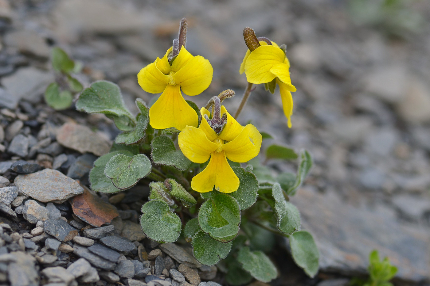 Image of Viola minuta specimen.