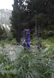 Aconitum napellus подвид vulgare. Верхушки цветущих растений. Испания, автономное сообщество Каталония, провинция Жирона, комарка Рипольес, муниципалитет Сеткасес, окр. курорта \"Вальтер 2000\", ≈2200 м н.у.м., каменистое русло в верховьях р. Тер. 27.07.2021.