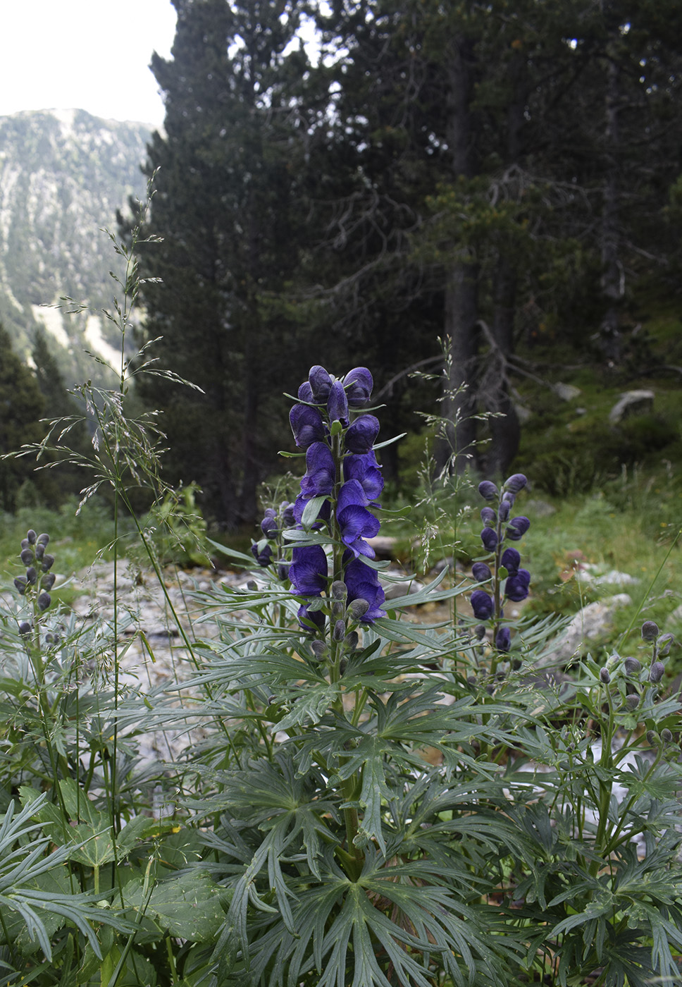 Image of Aconitum napellus ssp. vulgare specimen.