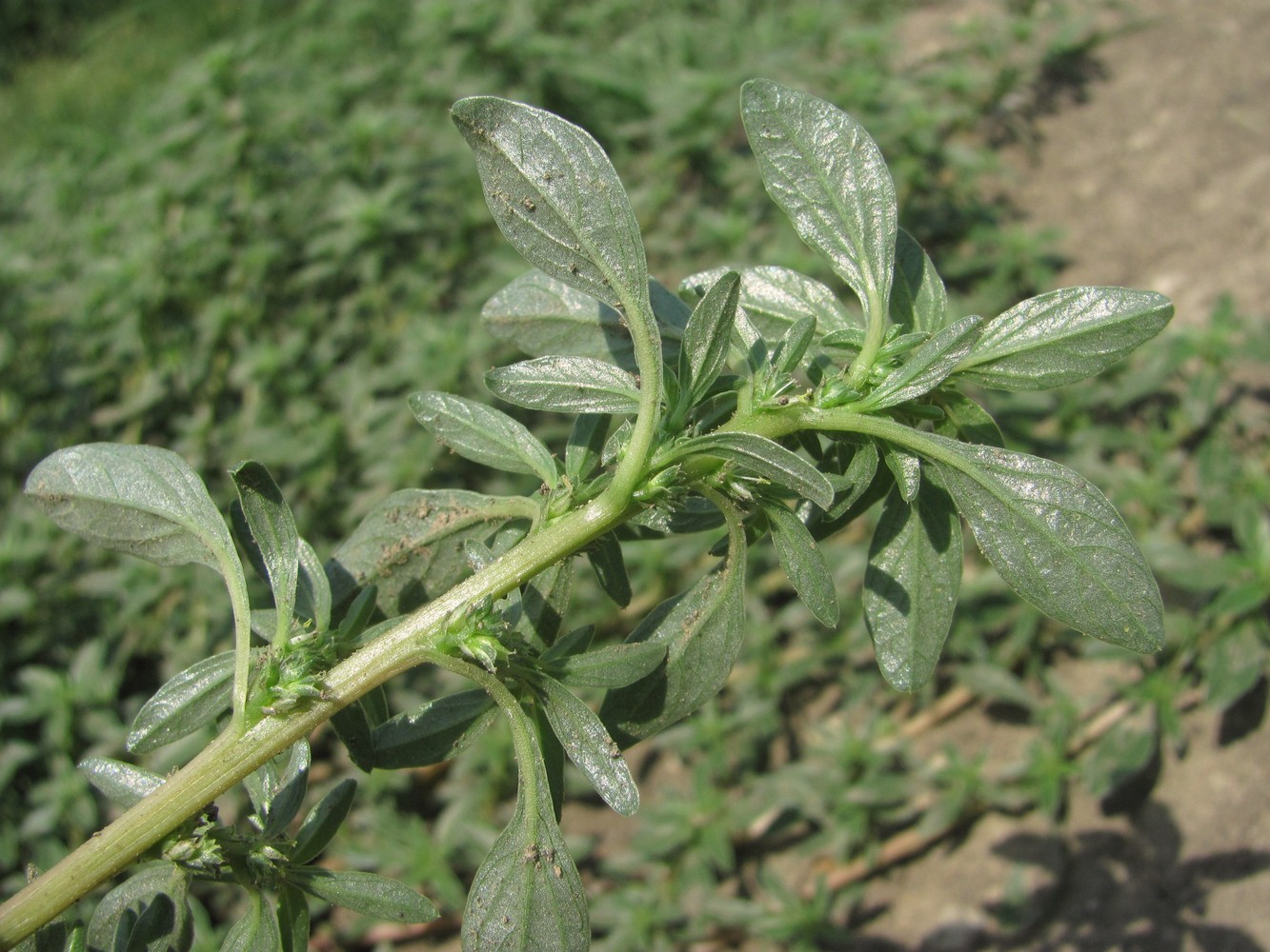 Image of Amaranthus blitoides specimen.