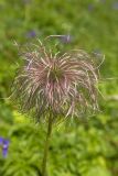 Pulsatilla aurea. Плод. Краснодарский край, Кавказский биосферный заповедник, окр. пер. Аишха, субальпийский луг. 20.07.2021.