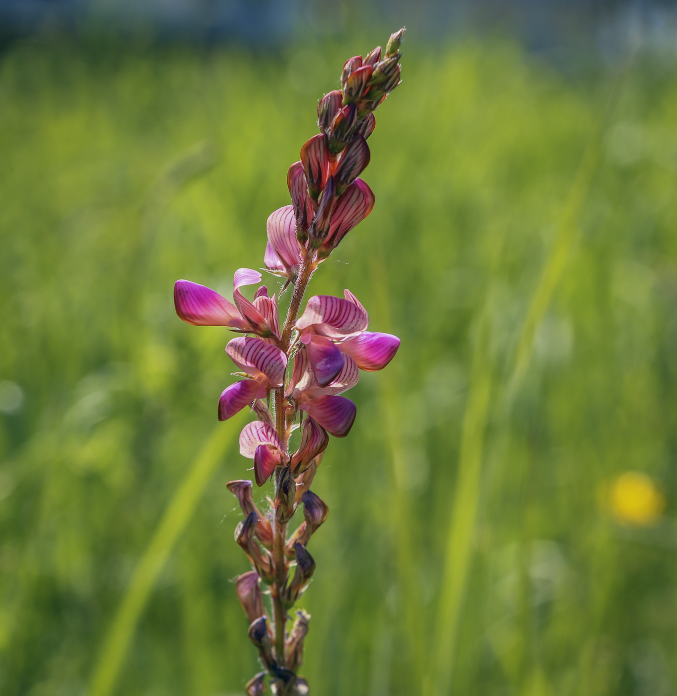 Изображение особи Onobrychis sibirica.