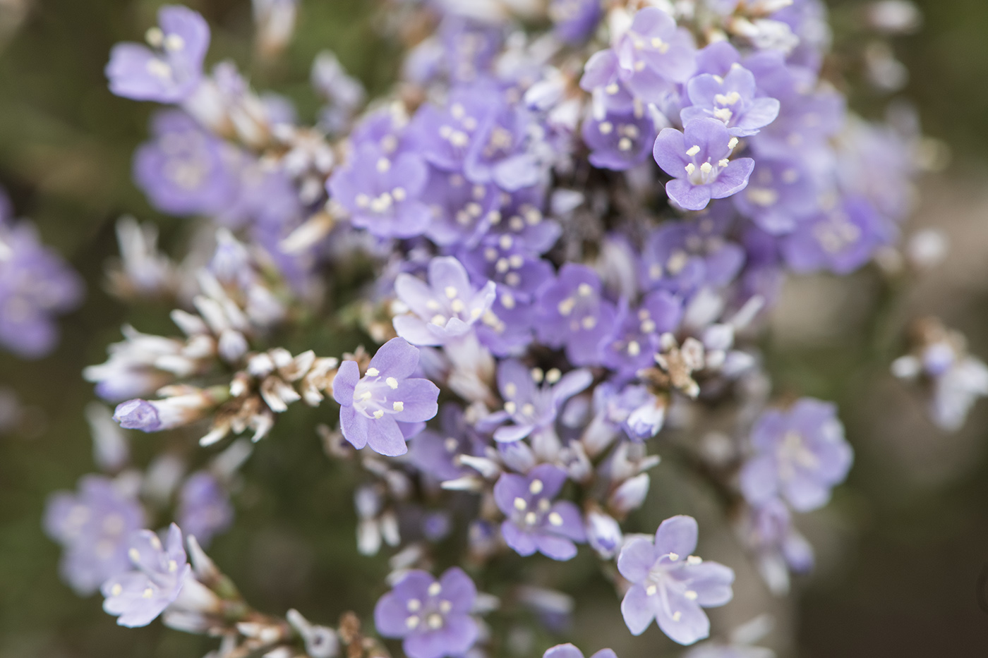 Изображение особи Limonium caspium.