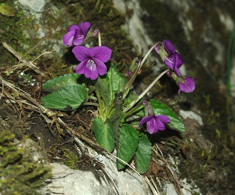 Image of Viola somchetica specimen.