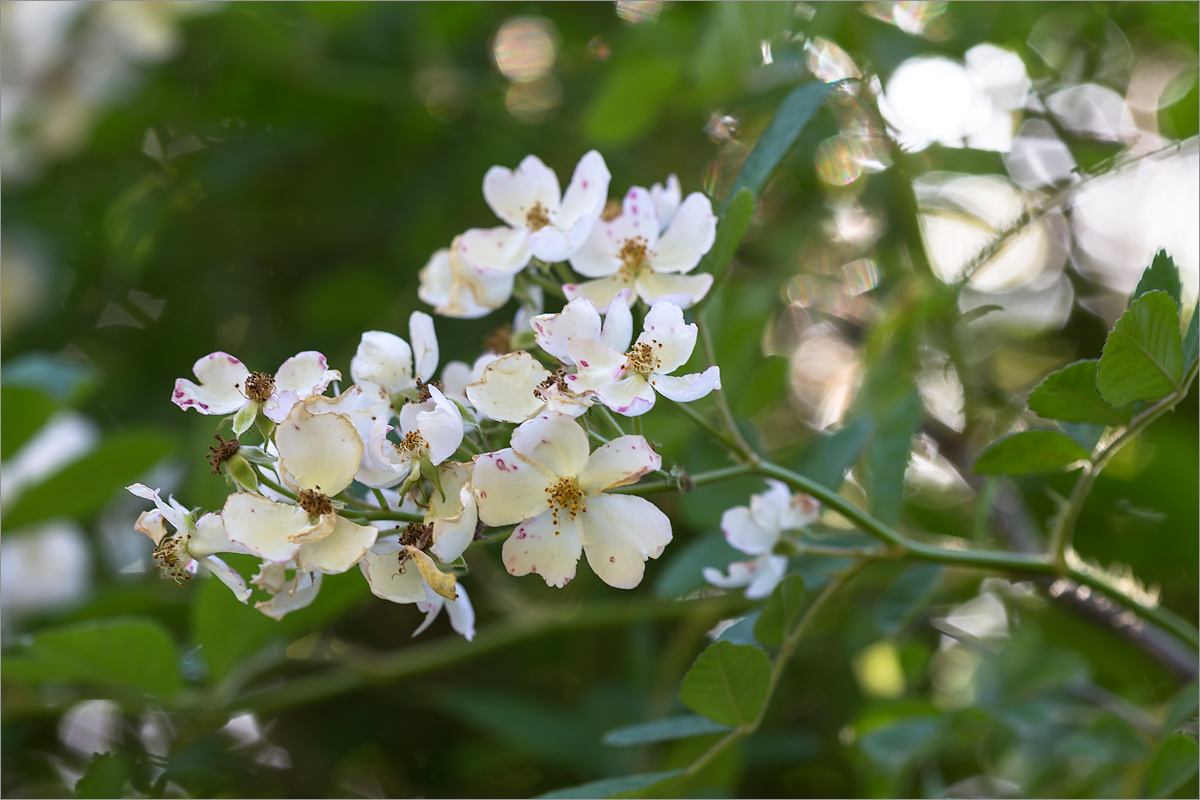 Изображение особи Rosa multiflora.