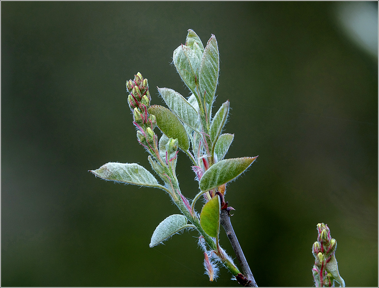 Image of Amelanchier spicata specimen.