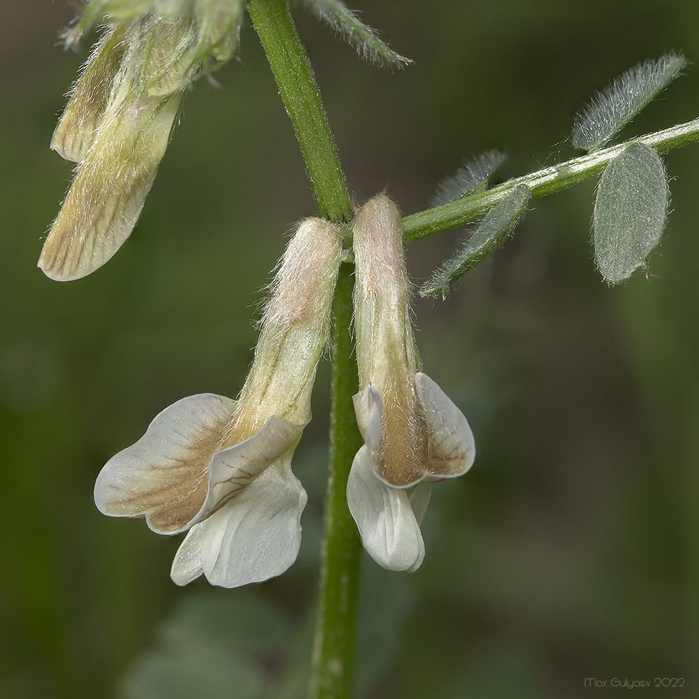 Image of Vicia pannonica specimen.