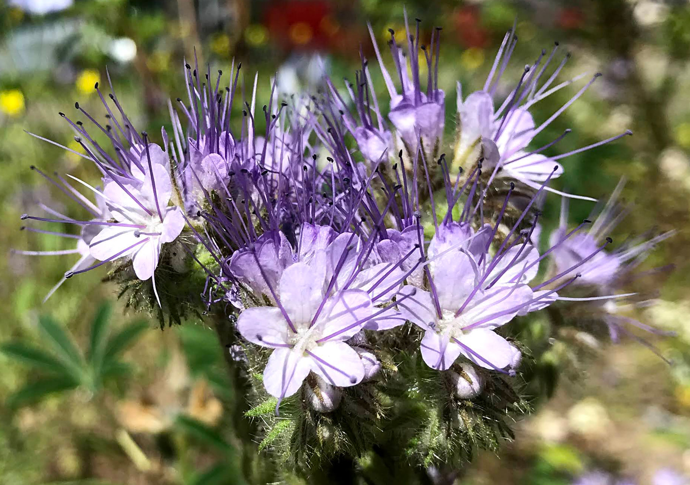 Image of Phacelia tanacetifolia specimen.