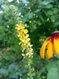 Agrimonia eupatoria