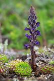 Orobanche coerulescens. Цветущее растение в сообществе с Orostachys spinosa. Приморский край, Ольгинский р-н, окр. пос. Тимофеевка, мыс Четырёх Скал, каменистый склон у моря. 11.07.2022.