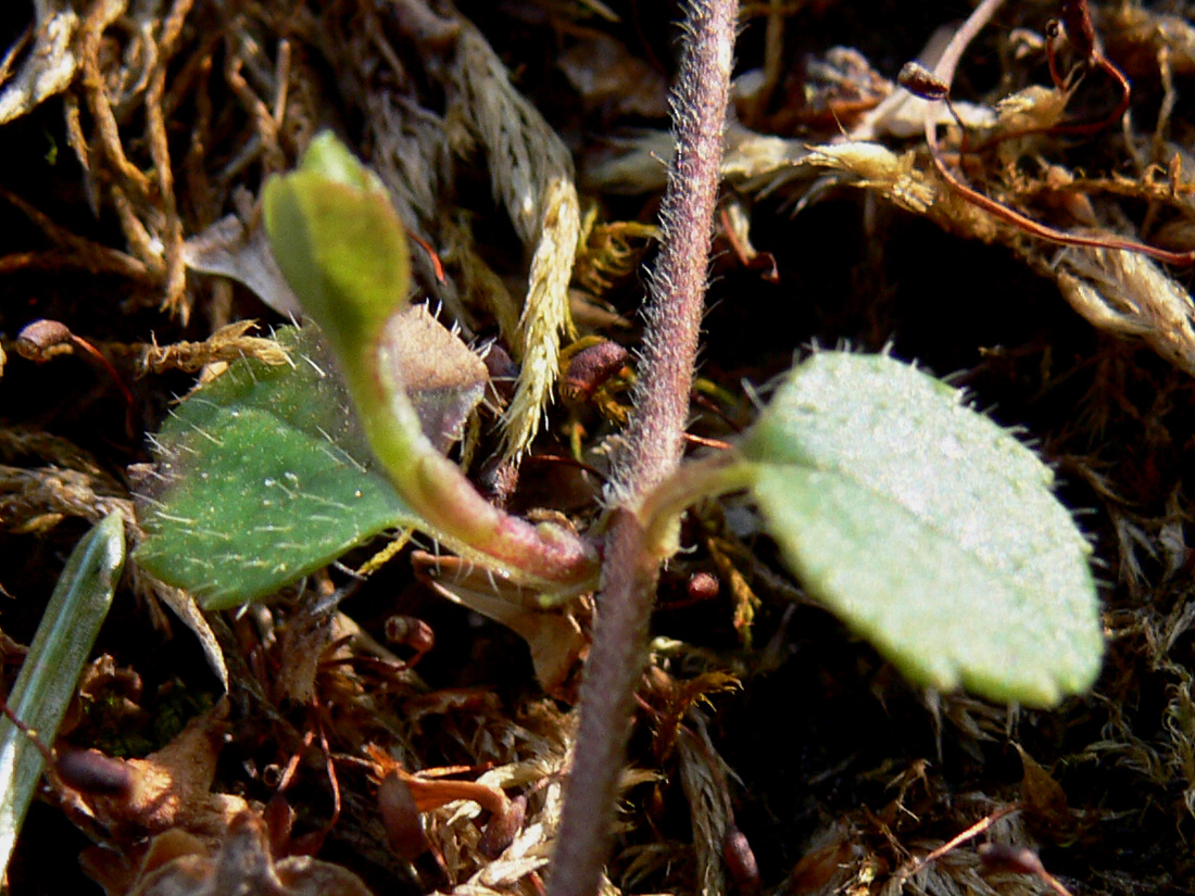 Image of Linnaea borealis specimen.