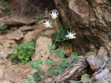 Aquilegia tianschanica