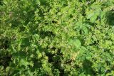 Geranium pusillum
