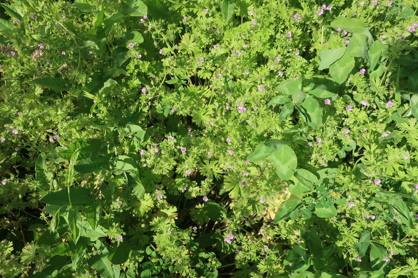 Изображение особи Geranium pusillum.