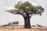 Adansonia digitata. Вегетирующее растение. Танзания, обл. Маньяра, \"Tarangire National Park\". 16.02.1997.