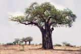 Adansonia digitata