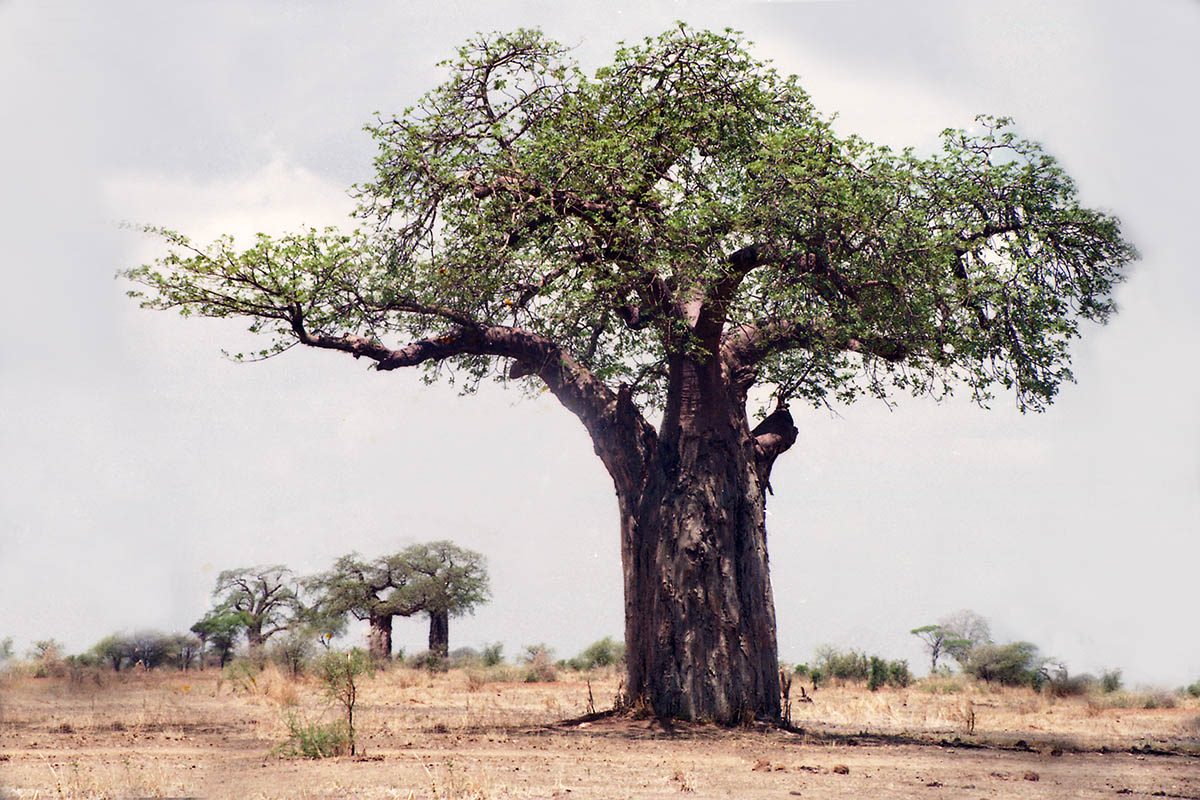 Изображение особи Adansonia digitata.