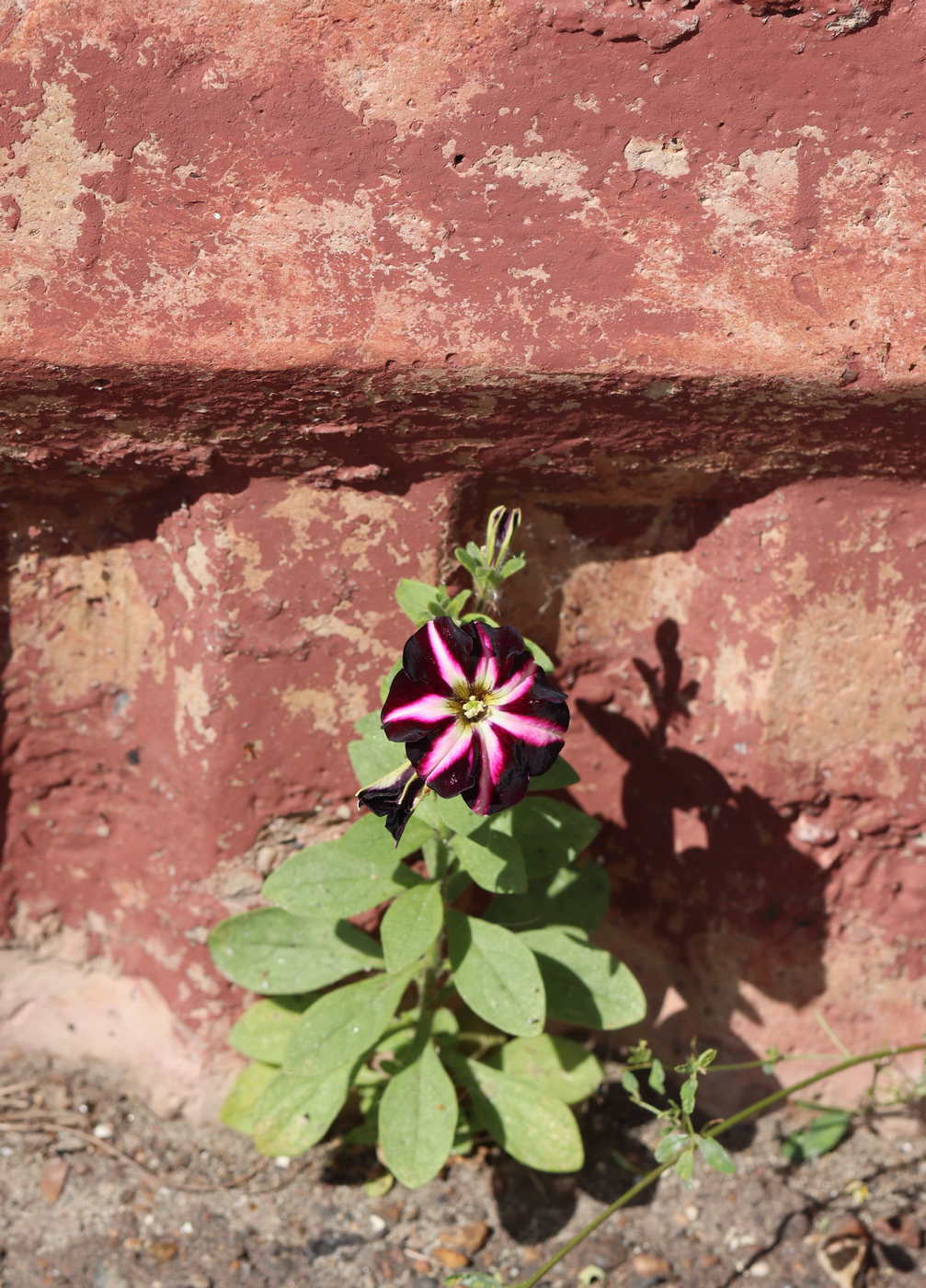 Image of Petunia × atkinsiana specimen.