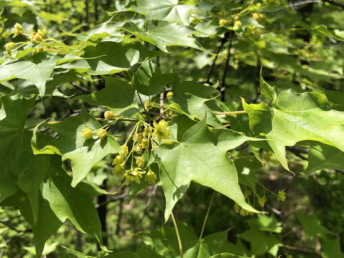 Image of Acer mono specimen.