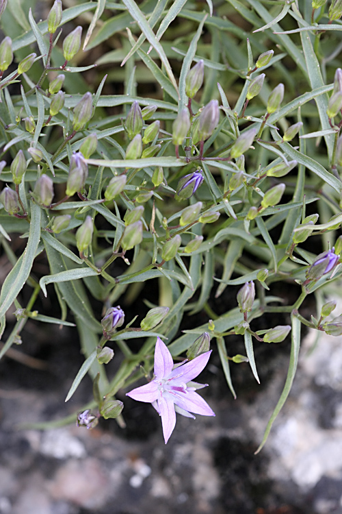 Image of Sergia sewerzowii specimen.