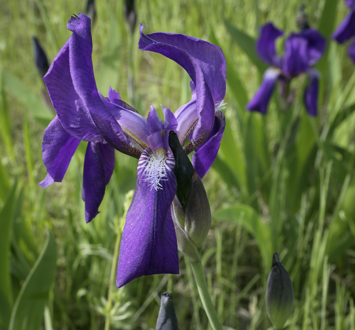 Изображение особи Iris aphylla.