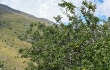 Prunus cerasifera. Ветви с плодами. Чечня, Итум-Калинский р-н, ур. Цой-Педе, ≈ 1200 м н.у.м., степной склон. 27.07.2022.