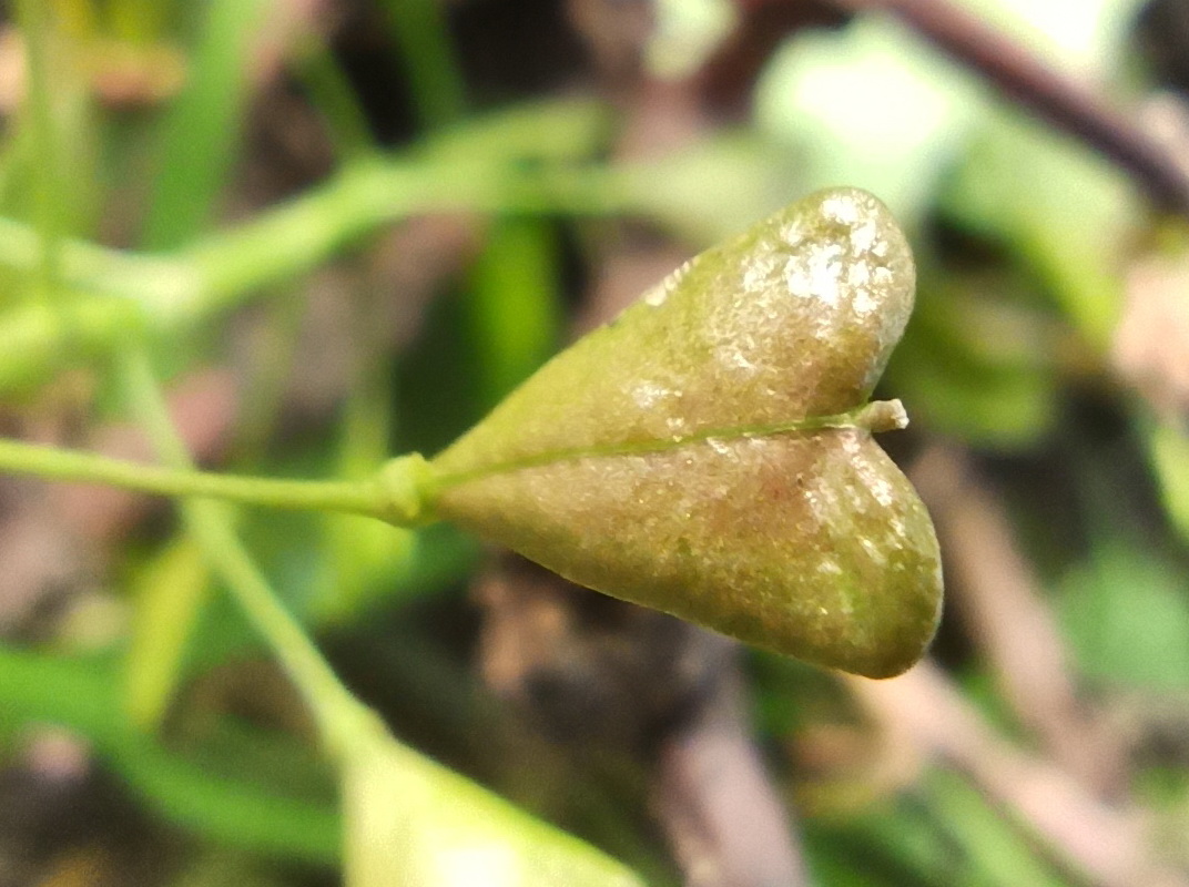 Image of Capsella bursa-pastoris specimen.