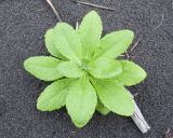 Senecio pseudoarnica. Вегетирующее растение в каплях дождя. Камчатский край, Елизовский р-н, берег Авачинского залива, Халактырский пляж. 28.08.2022.