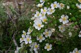 Rosa spinosissima