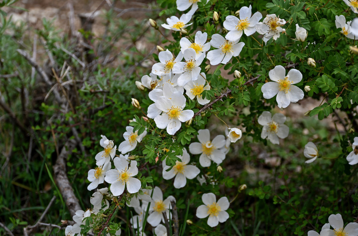 Image of Rosa spinosissima specimen.