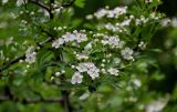 Crataegus monogyna