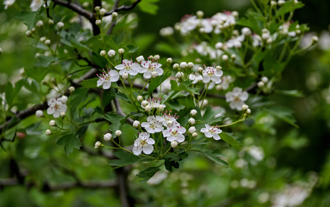 Image of Crataegus monogyna specimen.
