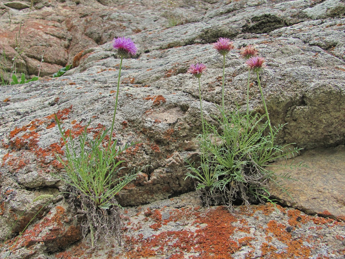 Image of Jurinea coronopifolia specimen.