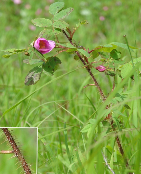 Изображение особи Rosa acicularis.