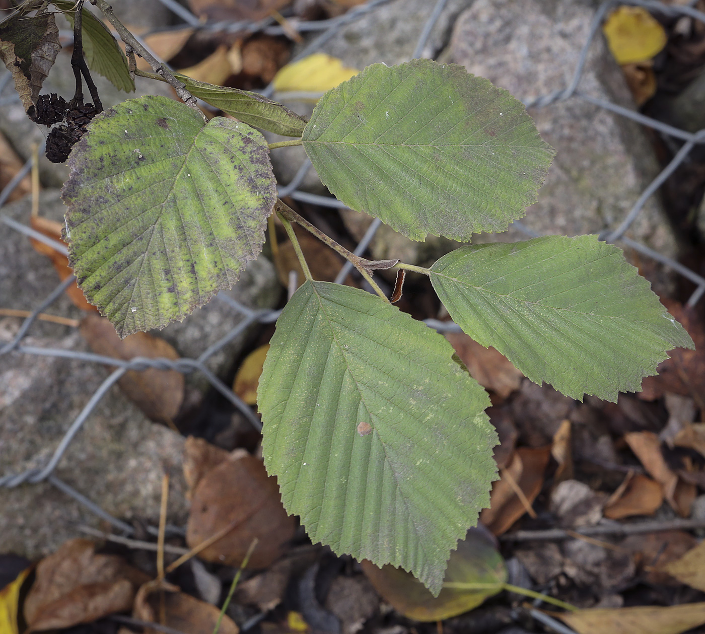 Image of Alnus incana specimen.