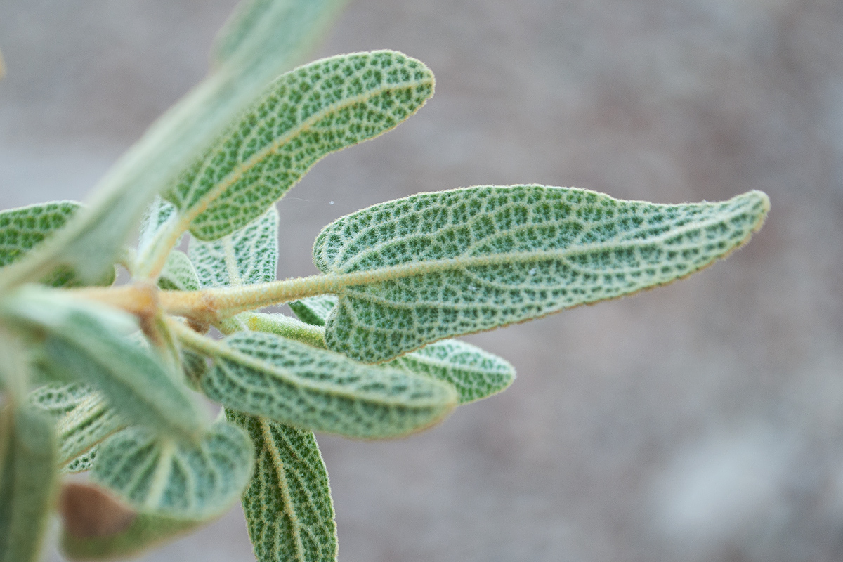 Image of Phlomis lycia specimen.