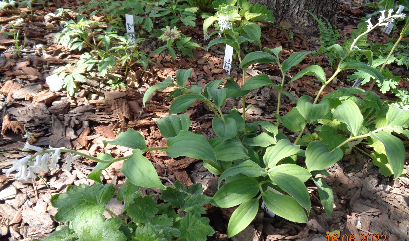 Image of Smilacina henryi specimen.